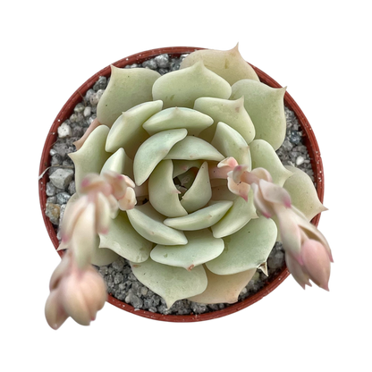 Echeveria jovibar