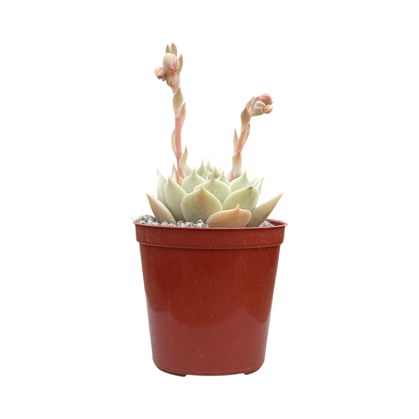 Echeveria jovibar