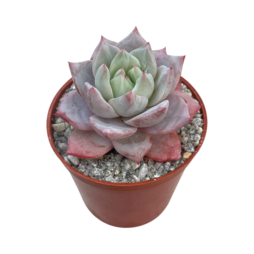 Echeveria colorata 'John Catlin'