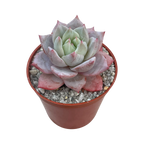Echeveria colorata 'John Catlin'