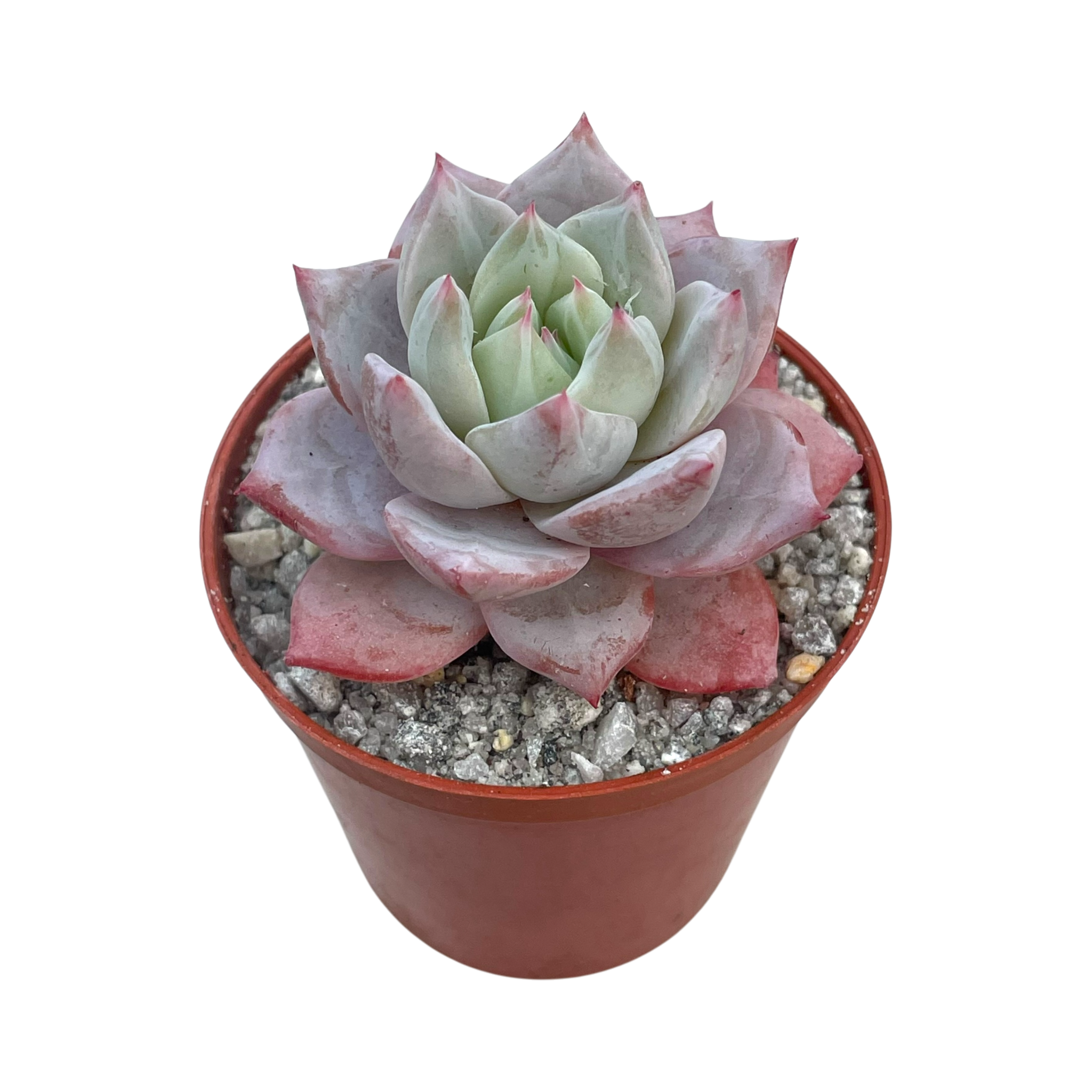 Echeveria colorata 'John Catlin'