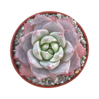 Echeveria colorata 'John Catlin'