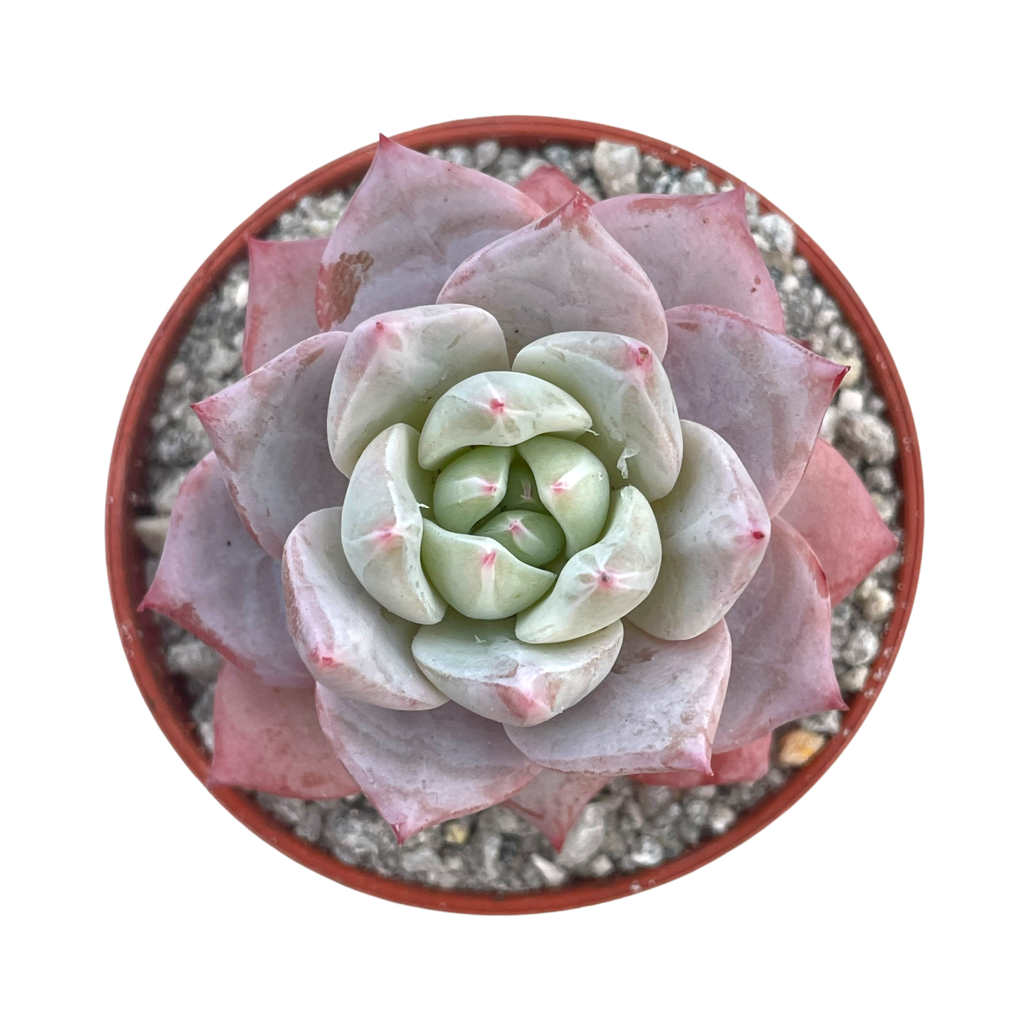 Echeveria colorata 'John Catlin'