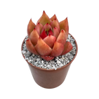 Echeveria 'Frank Reinelt'