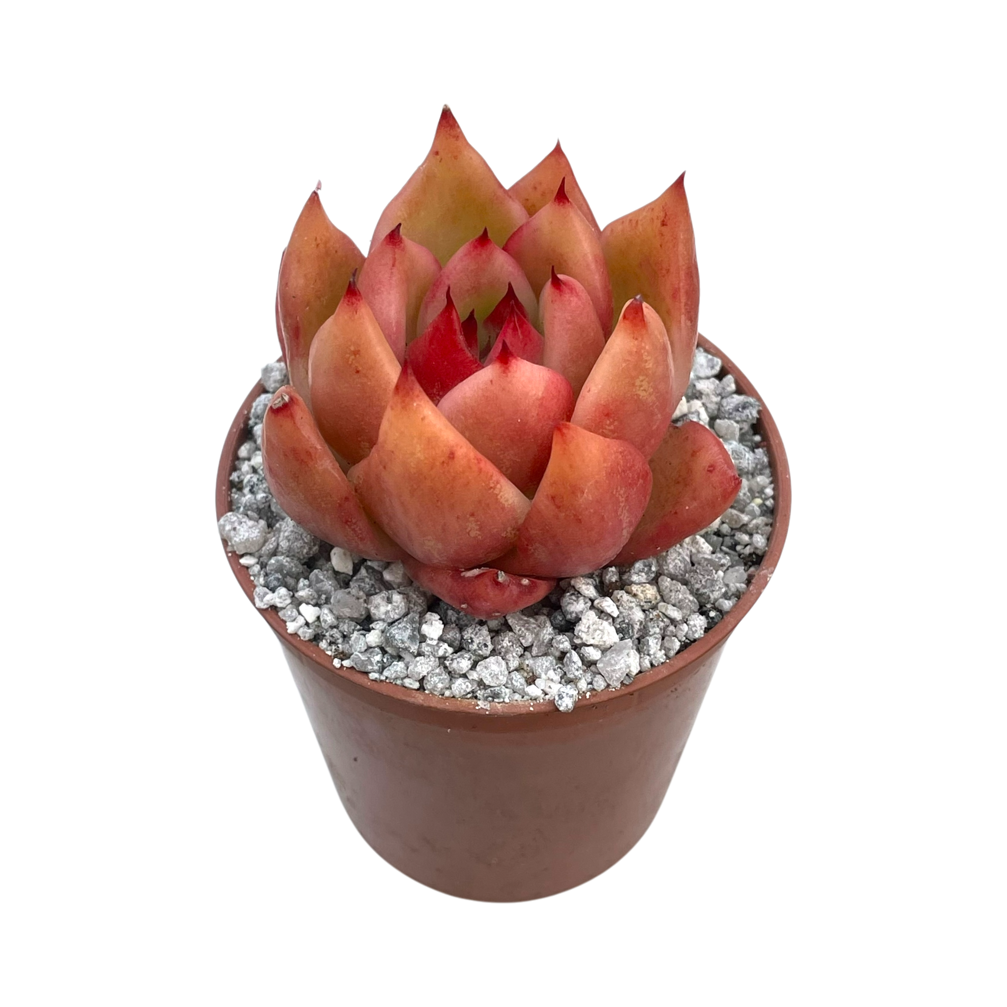 Echeveria 'Frank Reinelt'