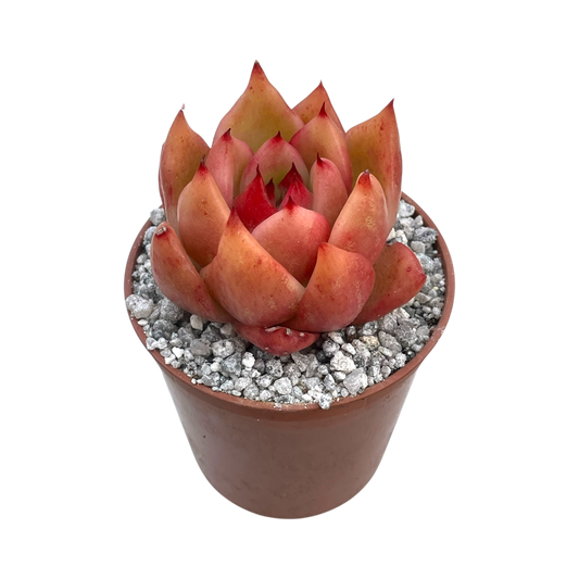 Echeveria 'Frank Reinelt'