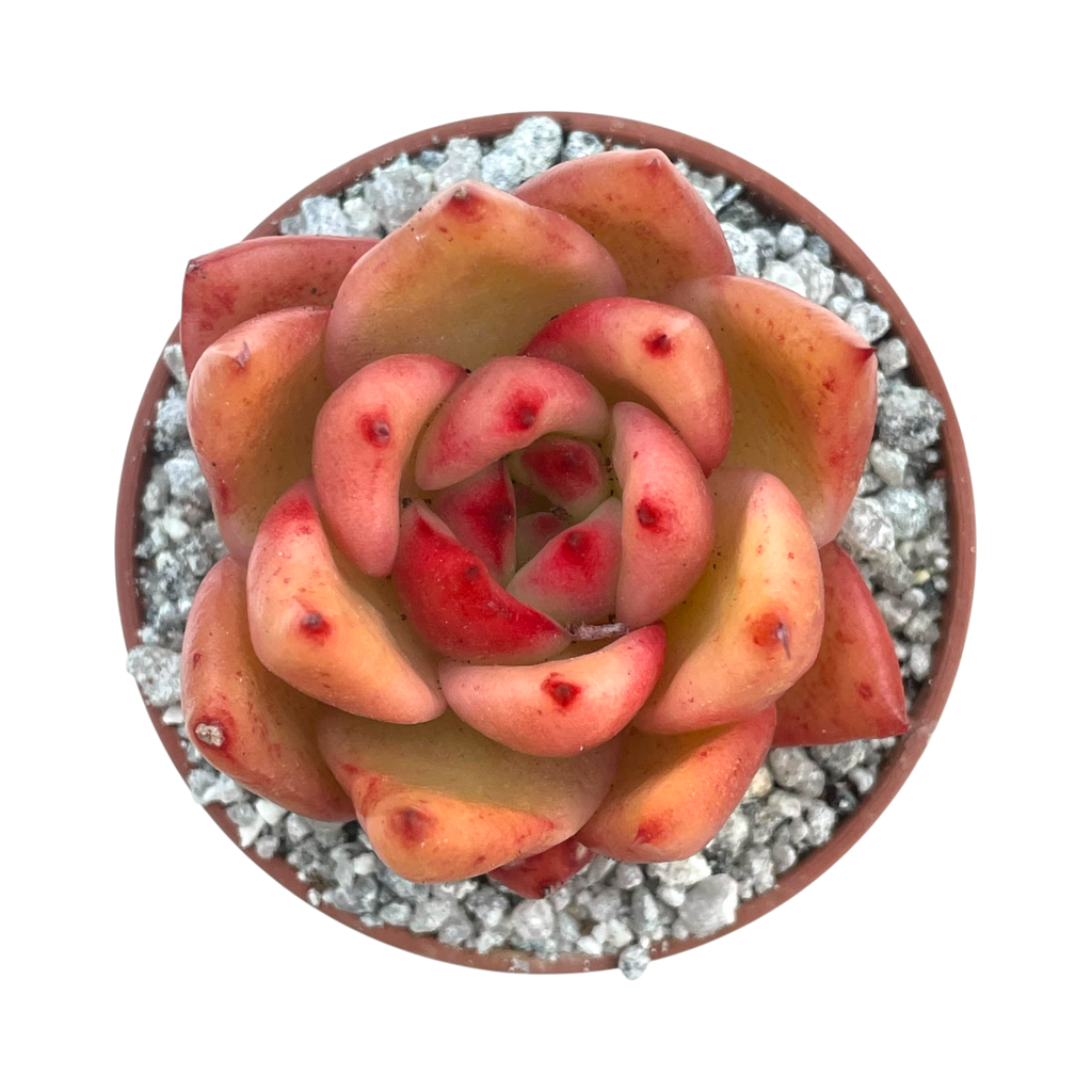 Echeveria 'Frank Reinelt'