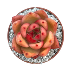 Echeveria 'Frank Reinelt'