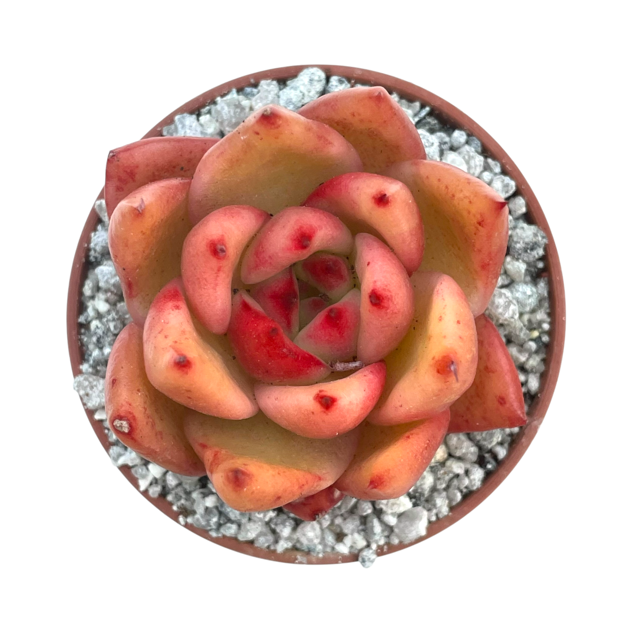 Echeveria 'Frank Reinelt'
