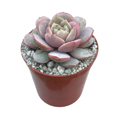 Echeveria subcorymbosa (Lau 026)