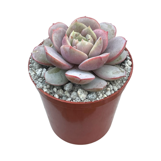 Echeveria subcorymbosa (Lau 026)