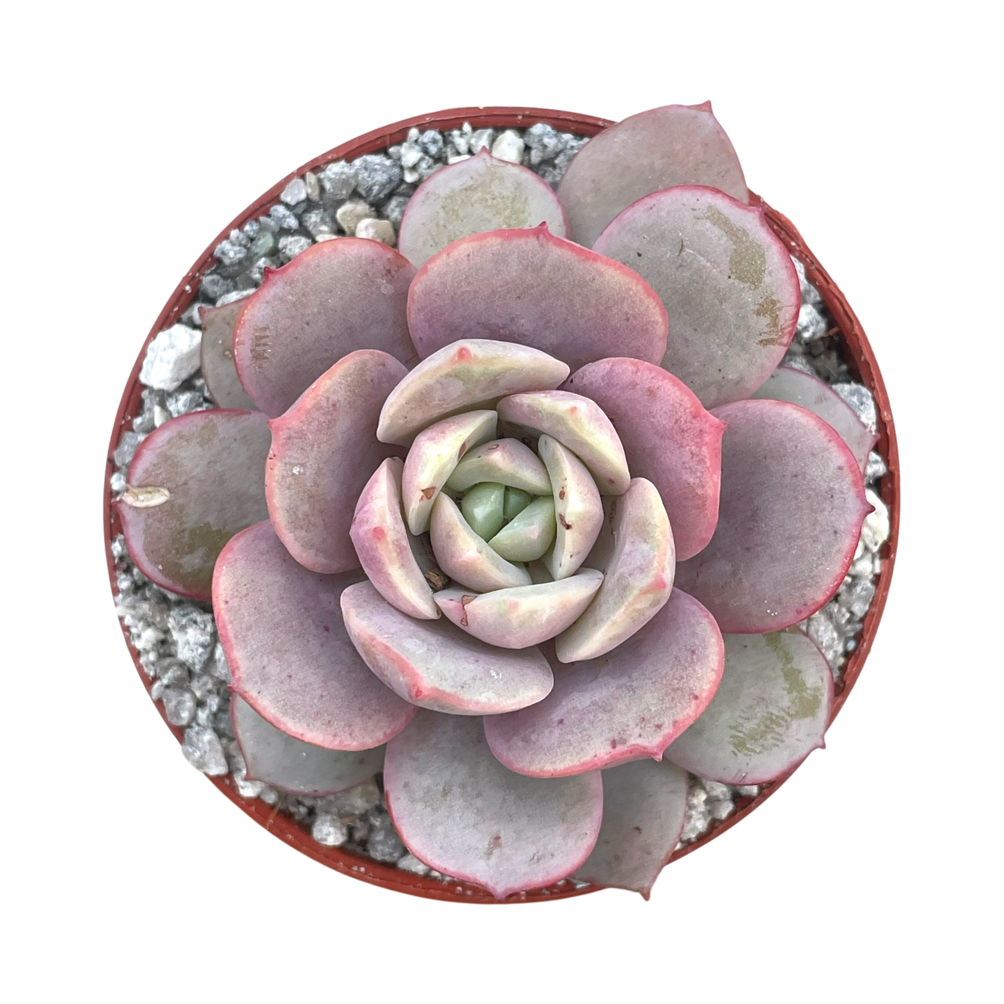 Echeveria subcorymbosa (Lau 026)