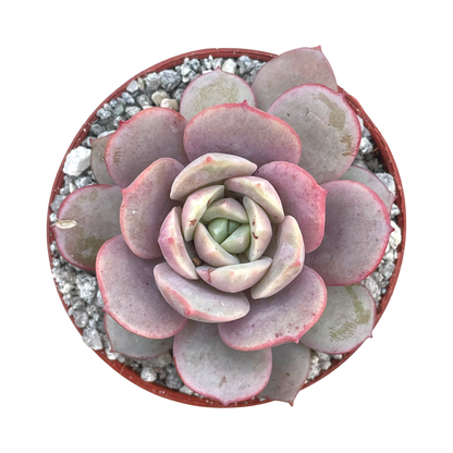 Echeveria subcorymbosa (Lau 026)