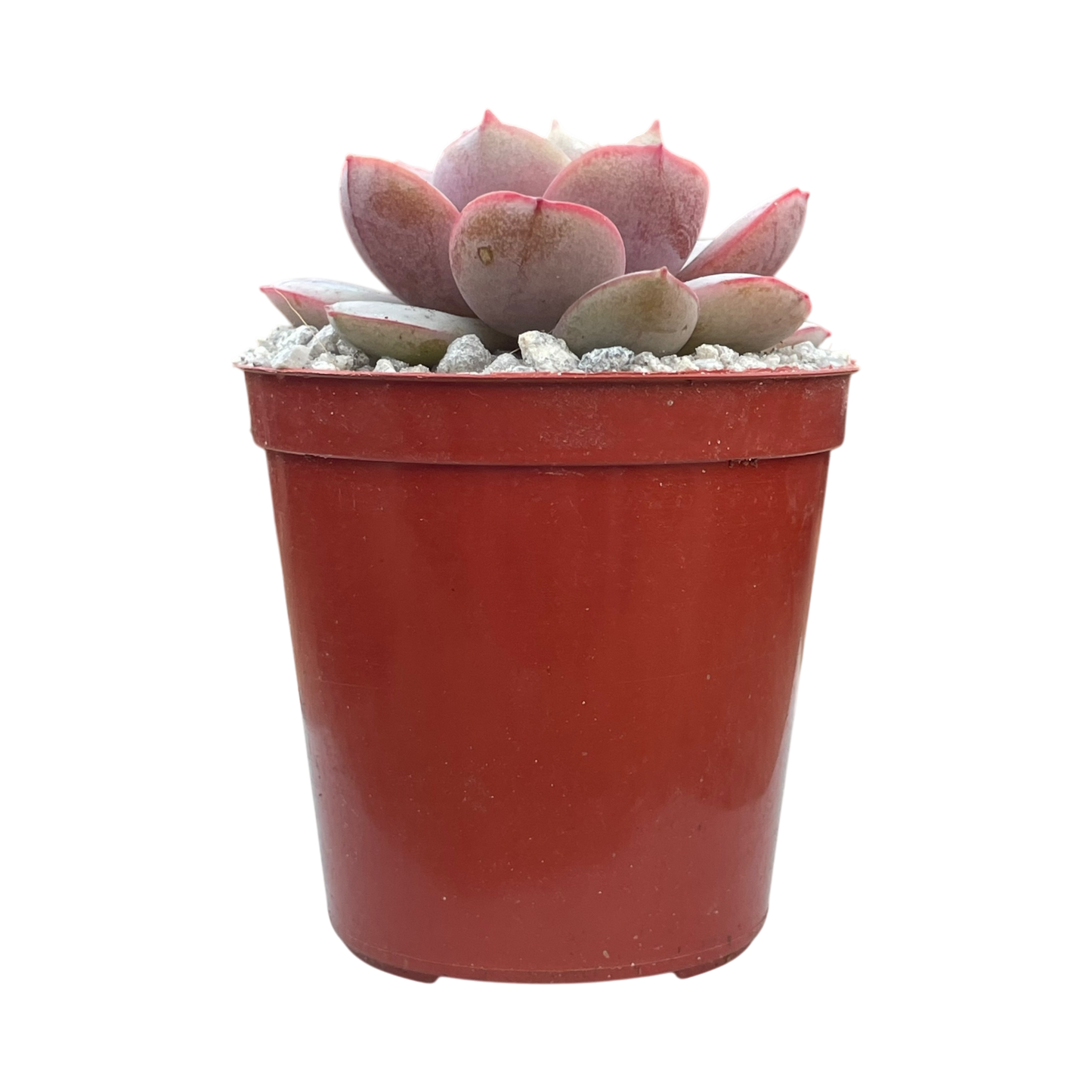 Echeveria subcorymbosa (Lau 026)