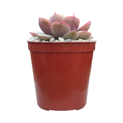 Echeveria subcorymbosa (Lau 026)