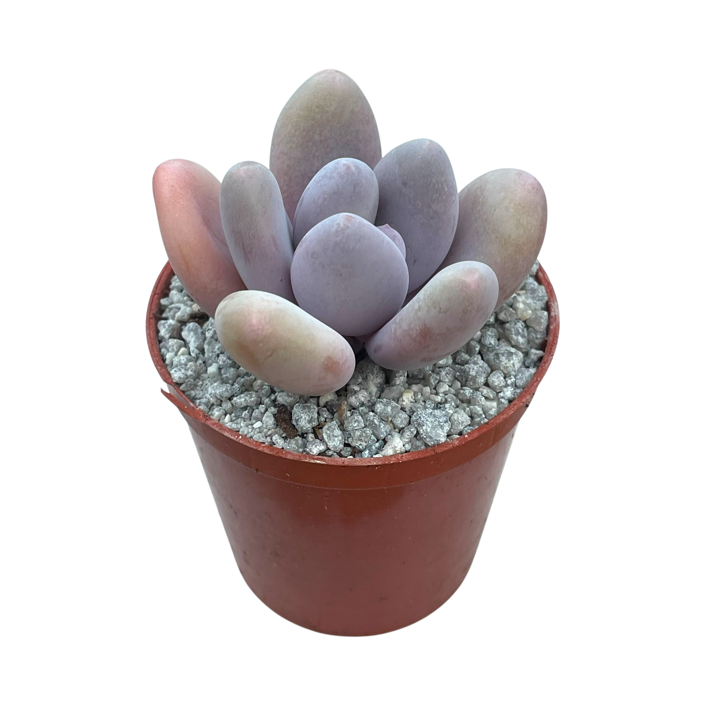 Pachyphytum 'Blue Haze'