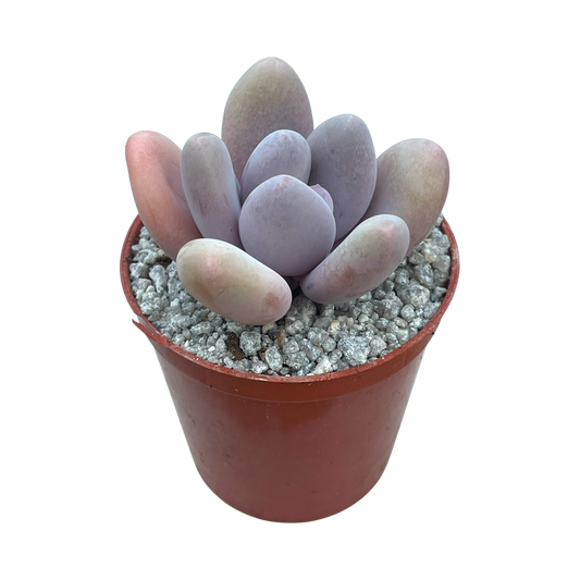 Pachyphytum 'Blue Haze'