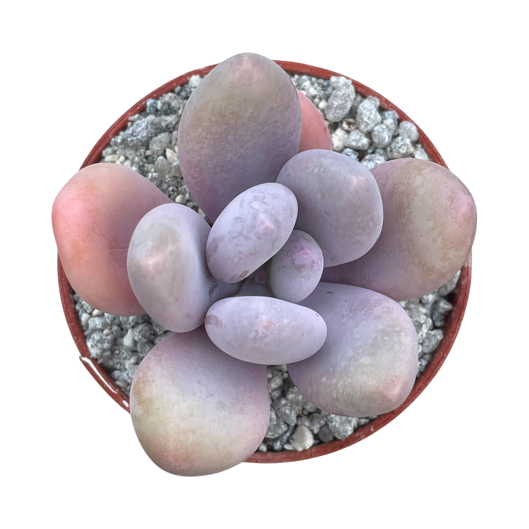 blue haze succulent Pachyphytum 'Blue Haze' – Surreal Succulents