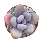 Pachyphytum 'Blue Haze'