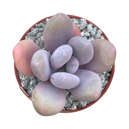 Pachyphytum 'Blue Haze'