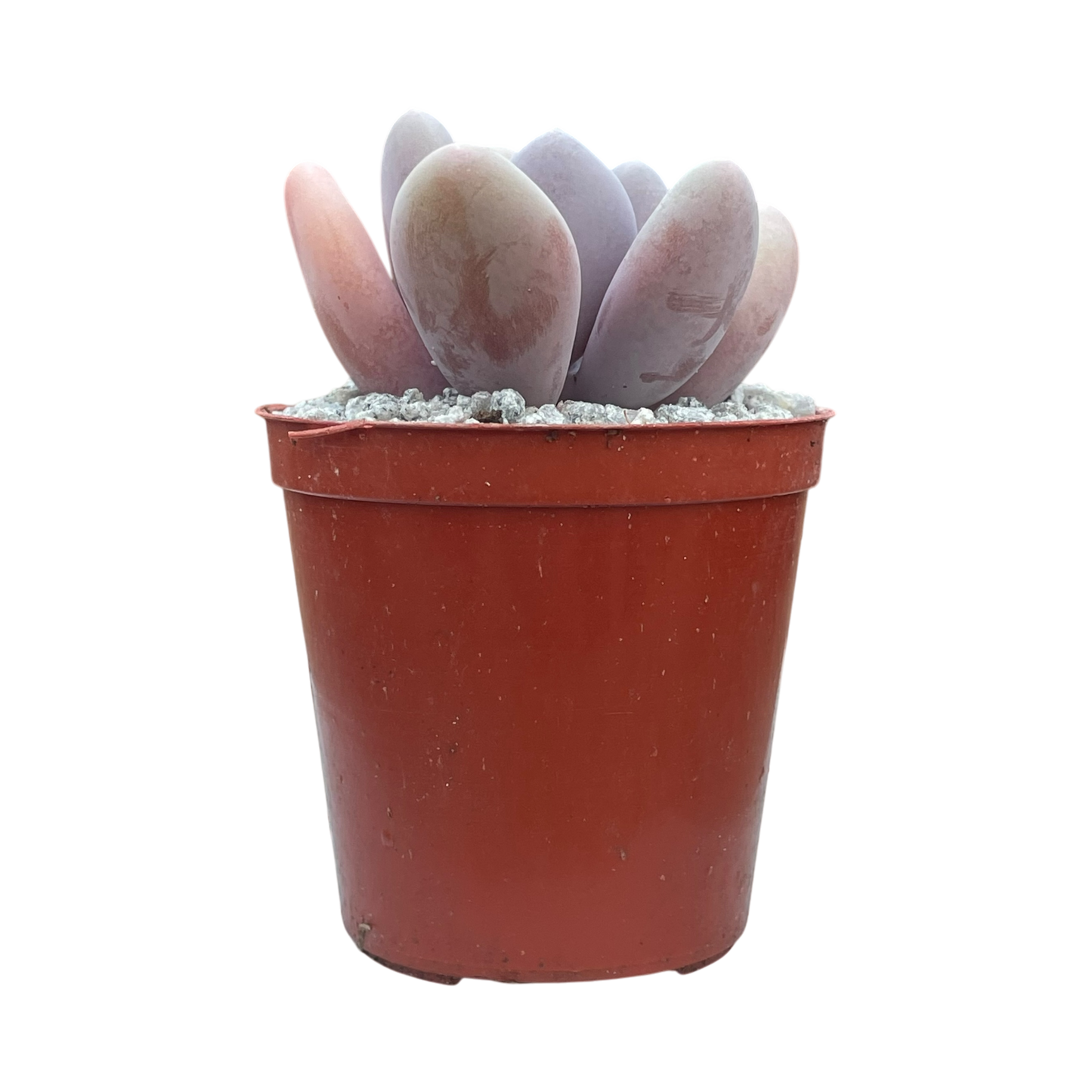 Pachyphytum 'Blue Haze'