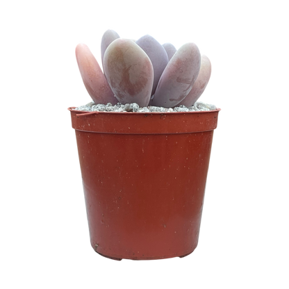 Pachyphytum 'Blue Haze'