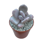 x Pachyveria 'Pear Drop'