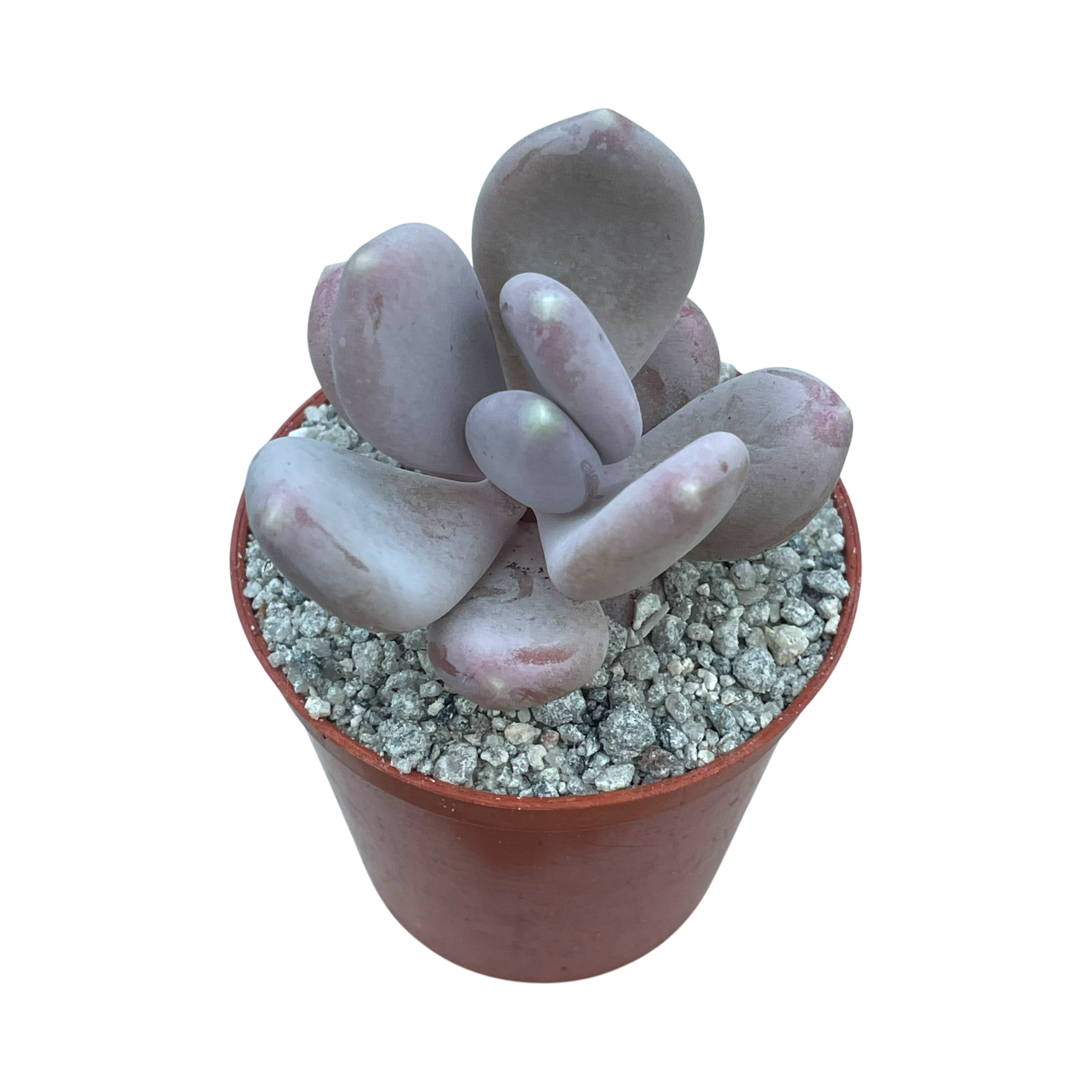x Pachyveria 'Pear Drop'