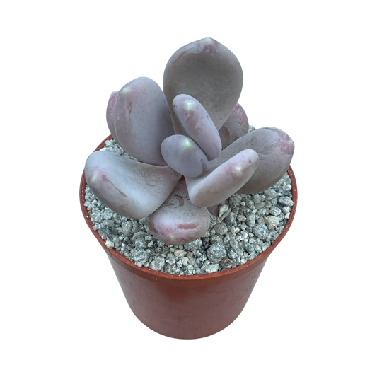 x Pachyveria 'Pear Drop'