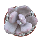 x Pachyveria 'Pear Drop'