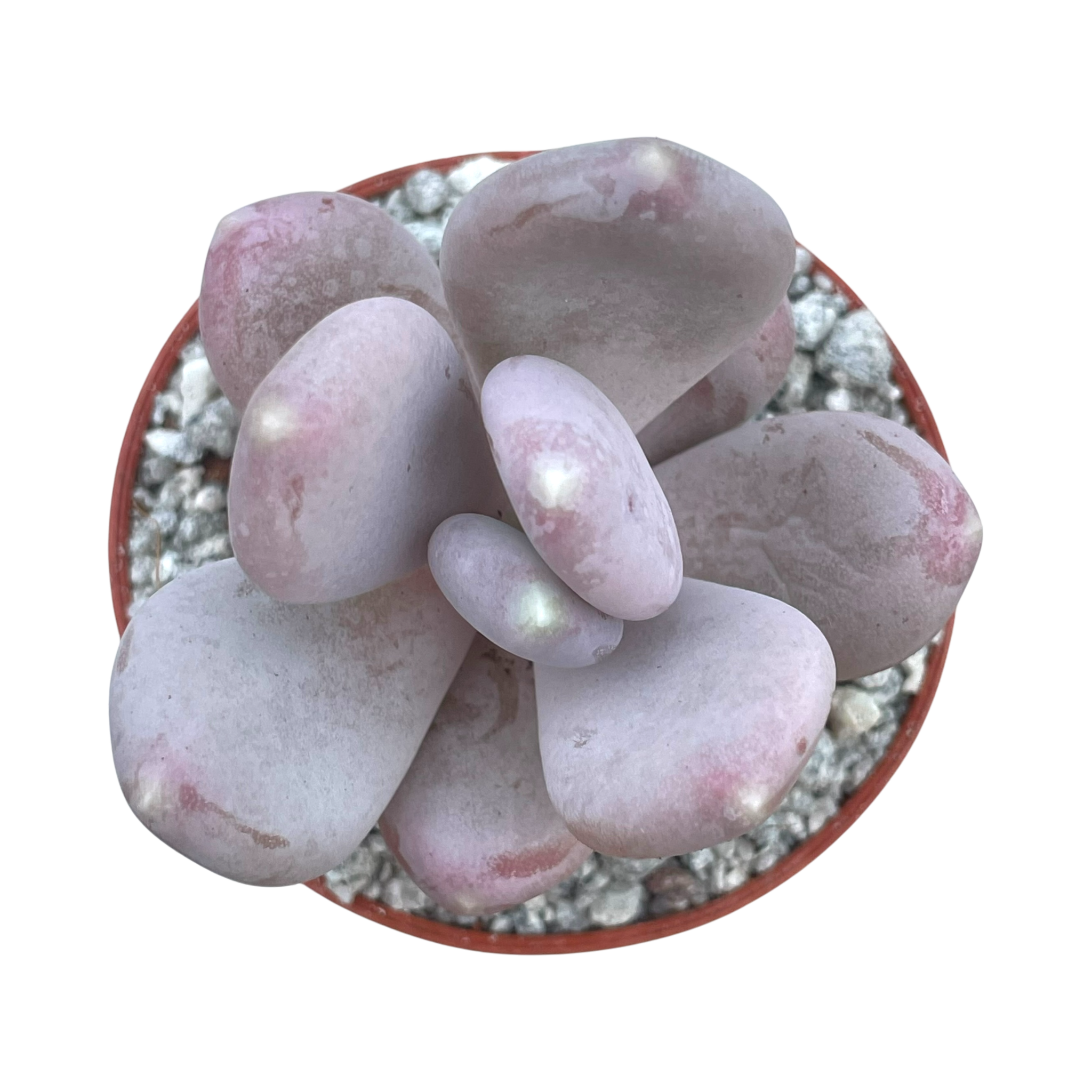 x Pachyveria 'Pear Drop'