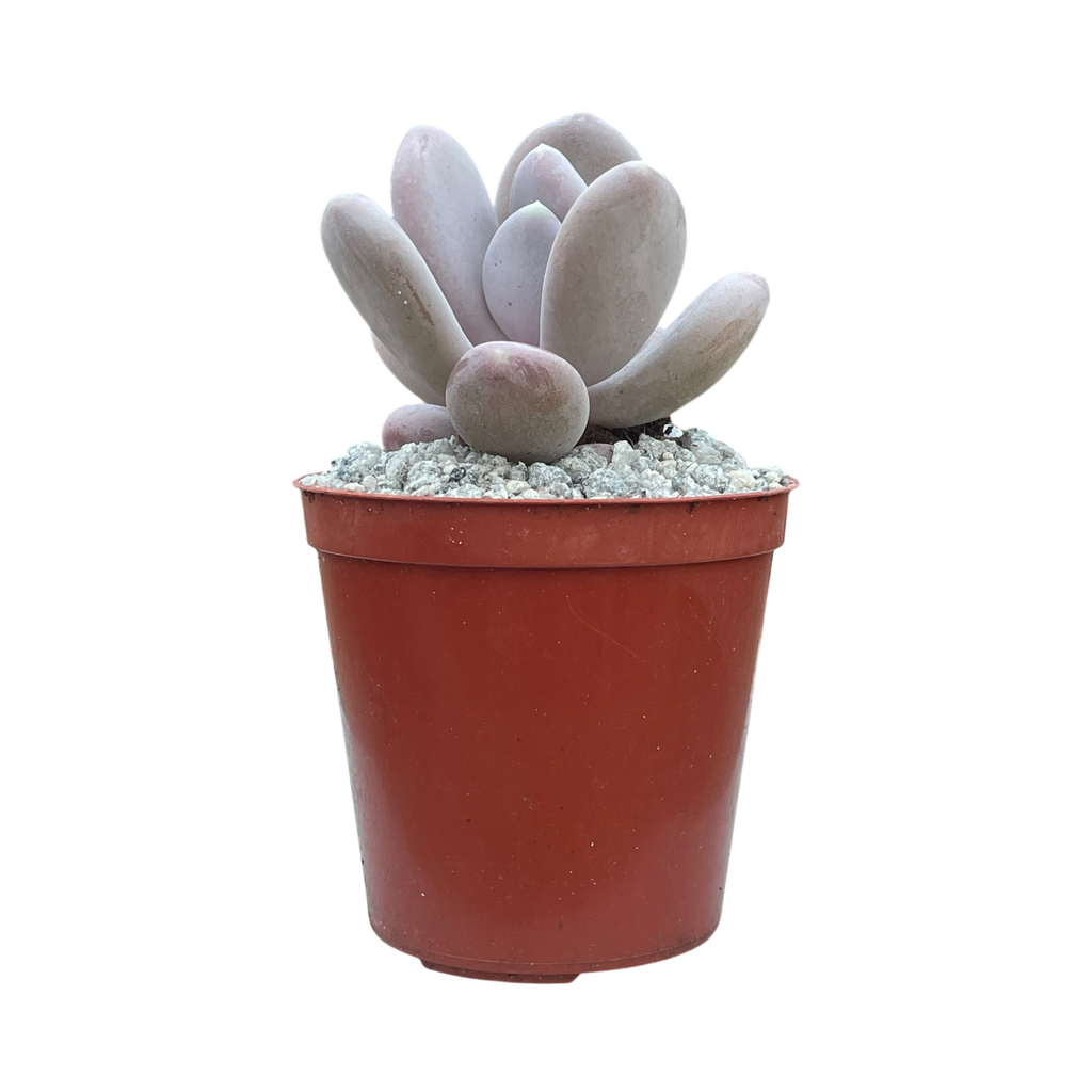 x Pachyveria 'Pear Drop'