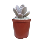 x Pachyveria 'Pear Drop'