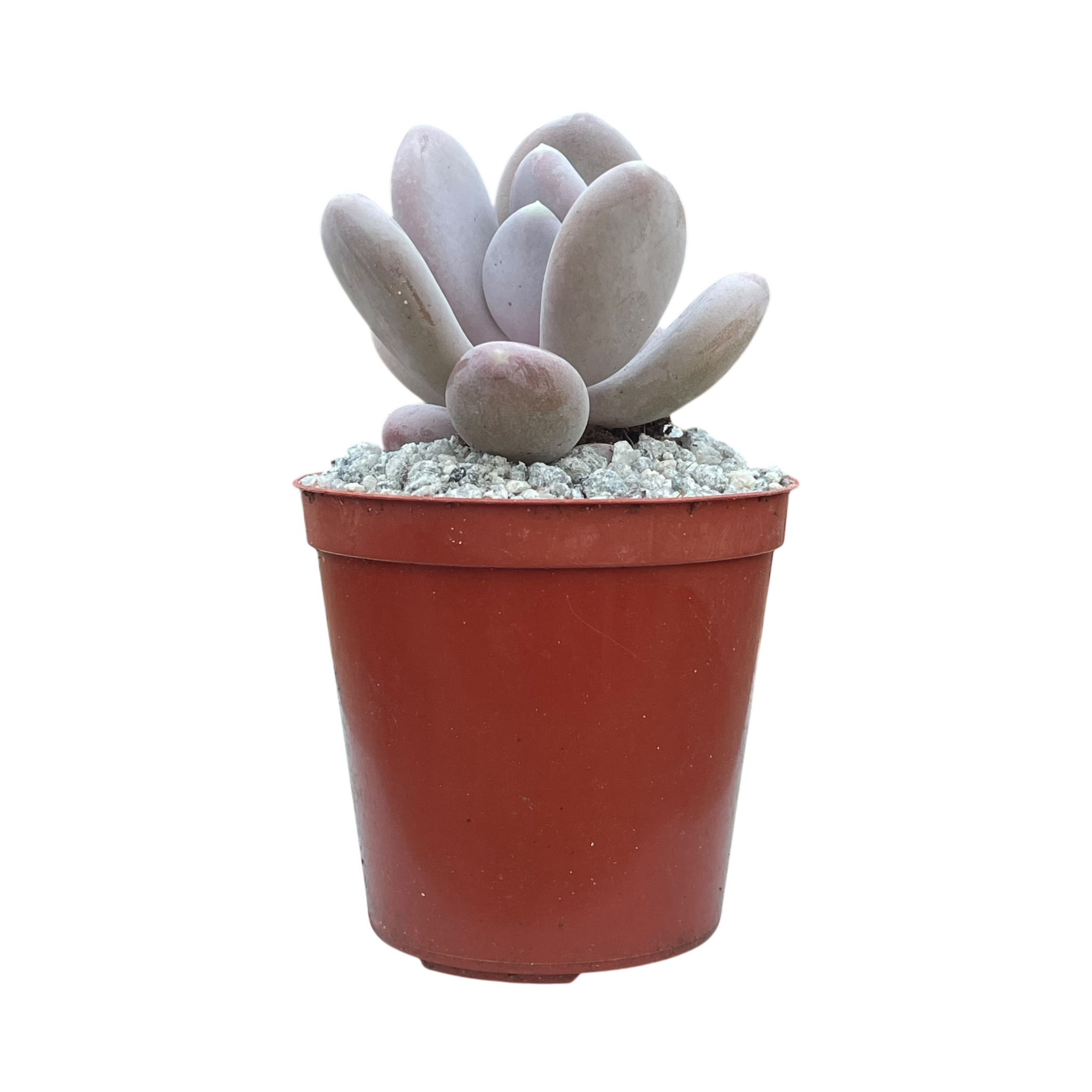 x Pachyveria 'Pear Drop'