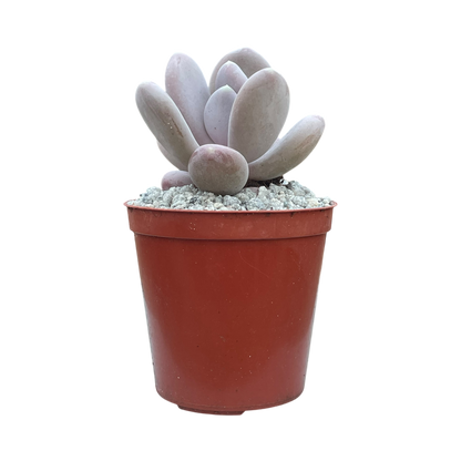 x Pachyveria 'Pear Drop'