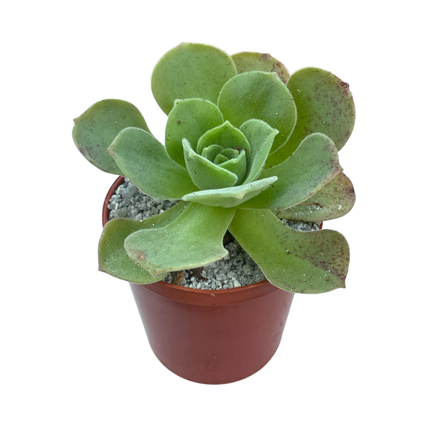 Aeonium longithyrsum