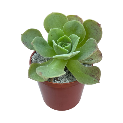 Aeonium longithyrsum