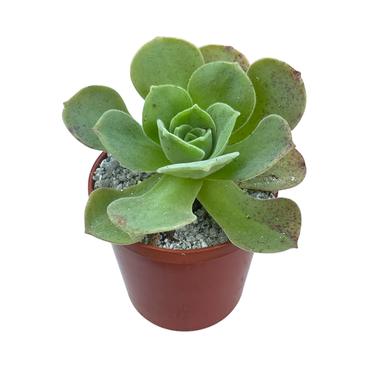 Aeonium longithyrsum