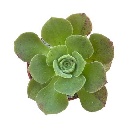 Aeonium longithyrsum