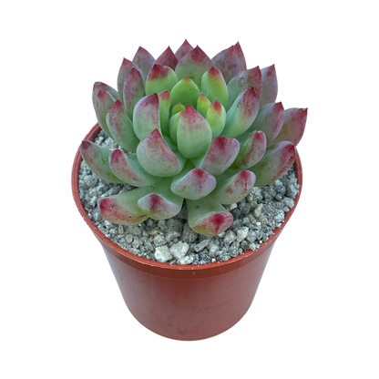 x Sedeveria 'Blue Apple'