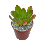 x Semponium 'Diamond'