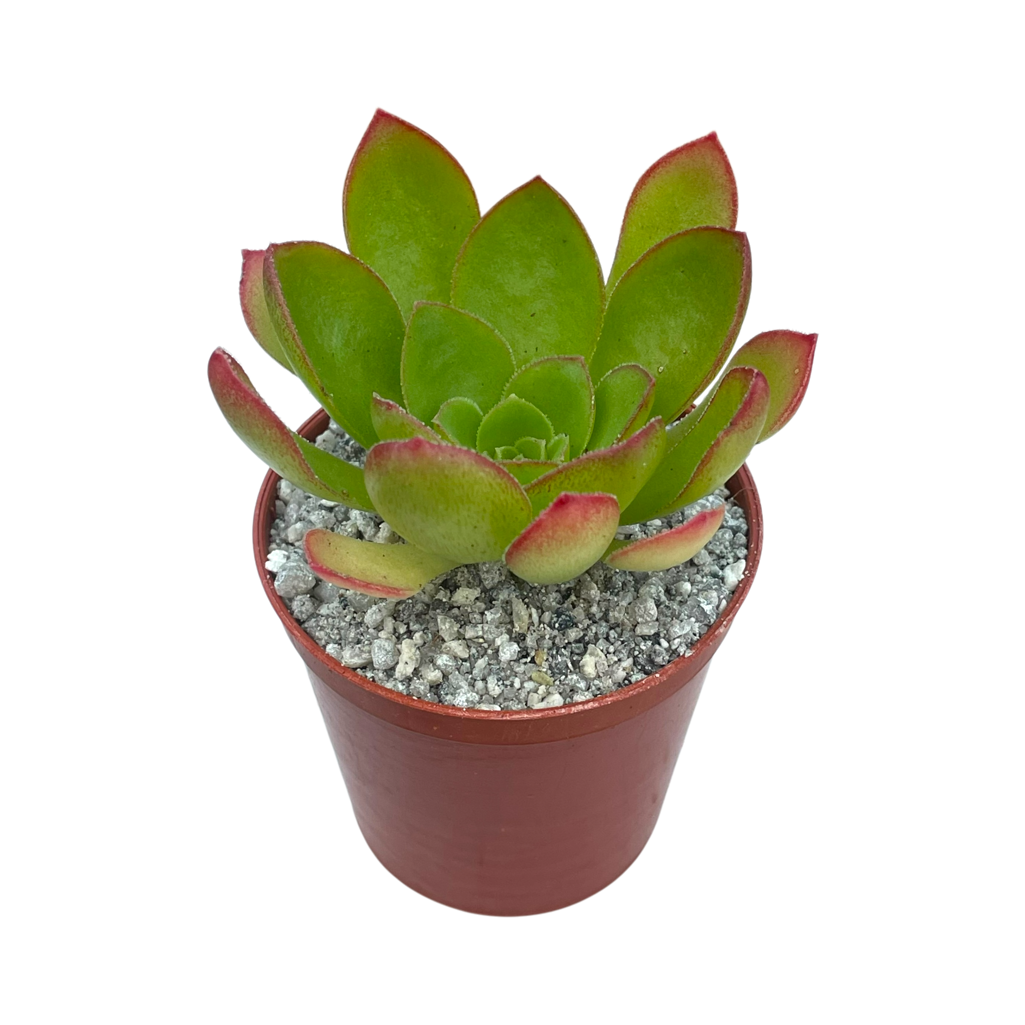 x Semponium 'Diamond'