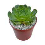 Aeonium diplocycla
