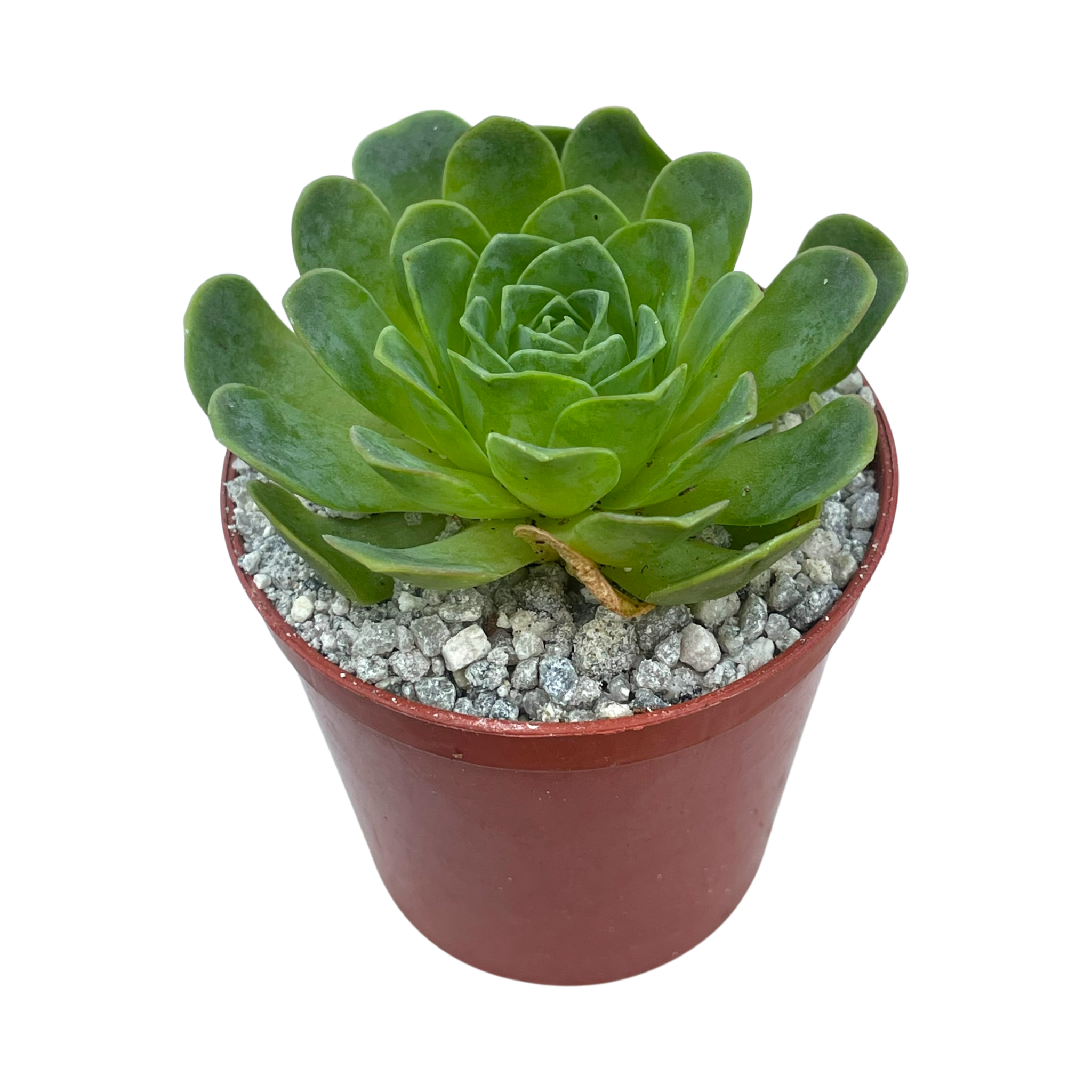 Aeonium diplocycla