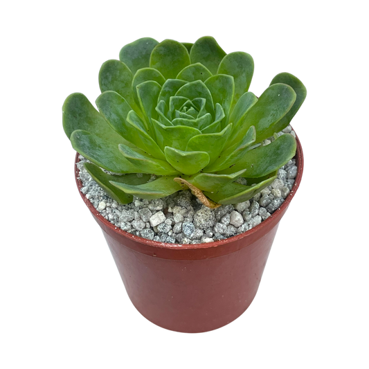 Aeonium diplocycla