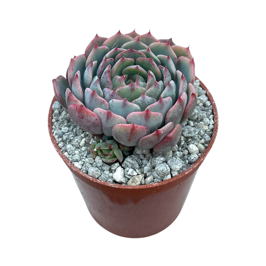 Echeveria 'Sierra'