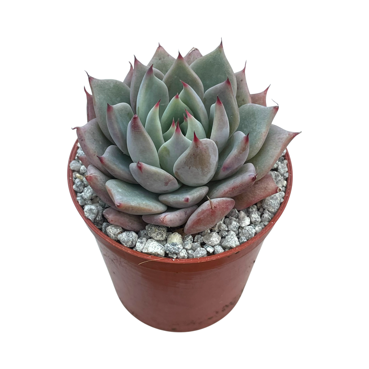 Echeveria 'Larega'