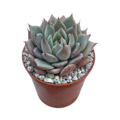 Echeveria 'Larega'