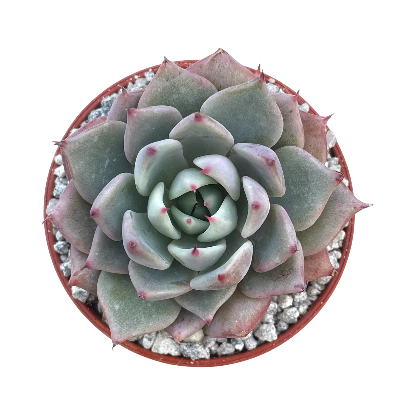 Echeveria 'Larega'