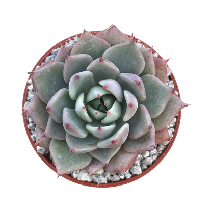 Echeveria 'Larega'